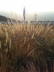 Festuca elegans