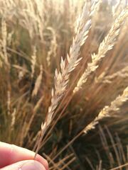 Festuca elegans