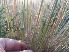Festuca elegans