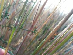 Festuca elegans