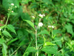 Dysdercus mimus