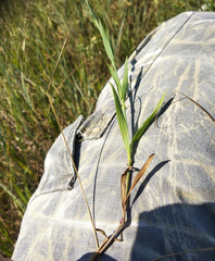 Dianthus membranaceus