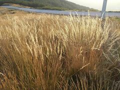 Festuca elegans