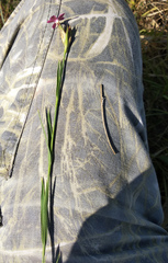 Dianthus membranaceus