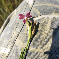 Dianthus membranaceus
