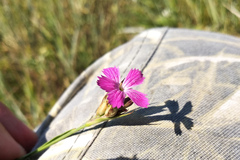 Dianthus membranaceus