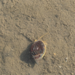 Nassarius pullus