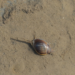 Nassarius pullus