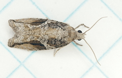 Proteoteras crescentana