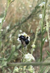 Andrena pilipes