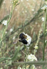 Andrena pilipes
