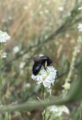 Andrena pilipes