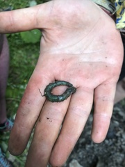 Aporrectodea smaragdina