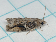 Proteoteras crescentana