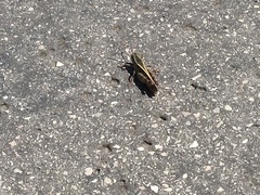 Calliptamus italicus