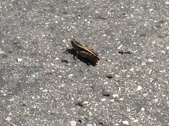 Calliptamus italicus