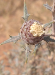 Atractylis serratuloides