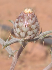 Atractylis serratuloides