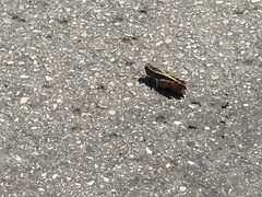 Calliptamus italicus