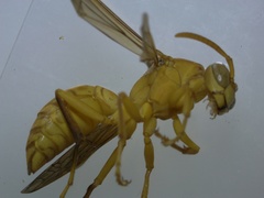 Polistes