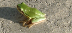 Hyla chinensis