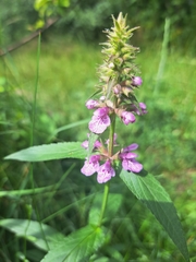 Stachys palustris