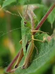 Pseudochorthippus parallelus