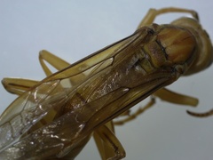 Polistes wattii