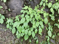 Conandron ramondioides