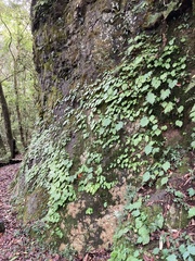 Conandron ramondioides