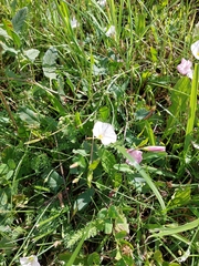 Convolvulus arvensis