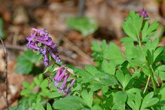 Corydalis solida