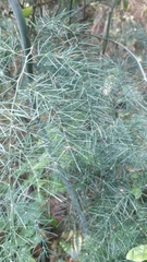 Asparagus umbellatus image