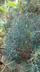 Asparagus umbellatus subsp. lowei image