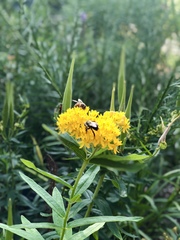Asclepias tuberosa interior