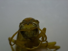 Polistes wattii
