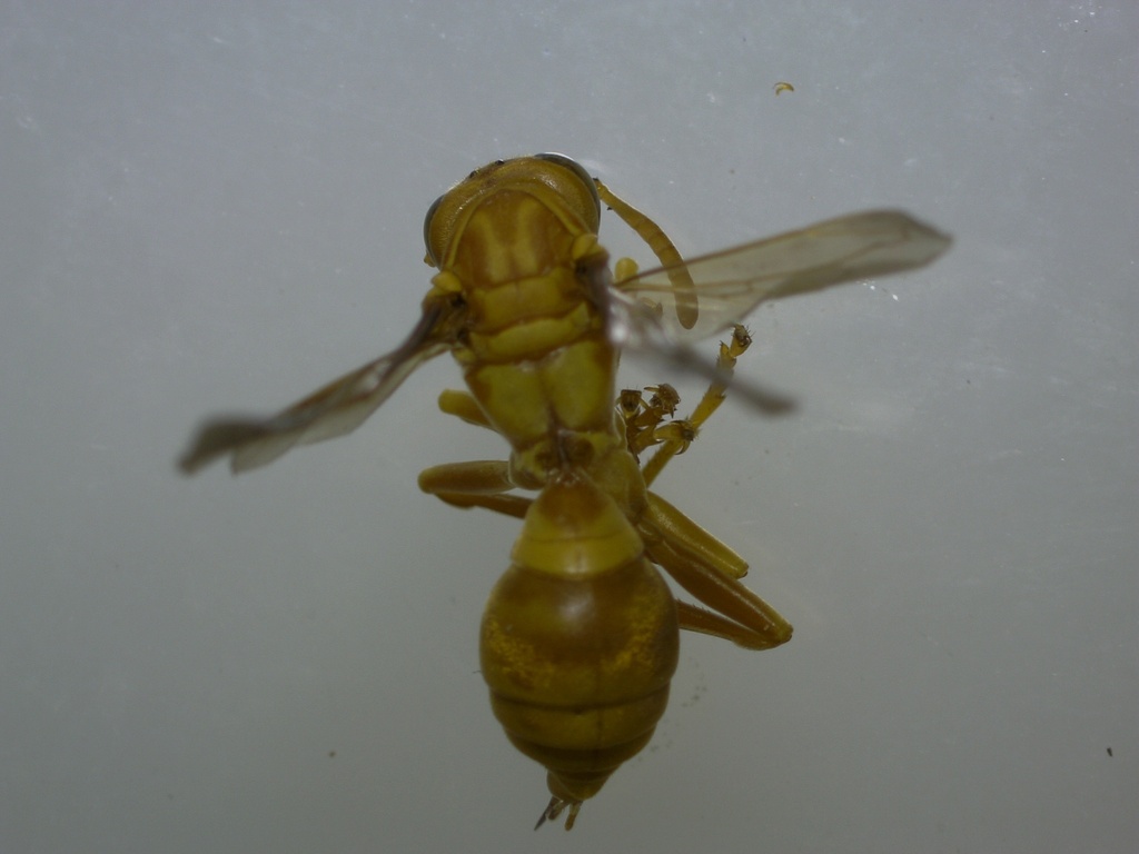 Polistes indicus