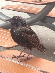 Sturnus vulgaris