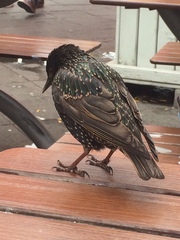 Sturnus vulgaris