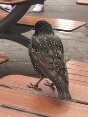 Sturnus vulgaris