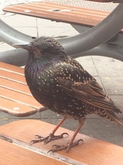 Sturnus vulgaris