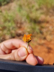 Pimelea punicea