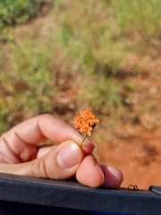 Pimelea punicea