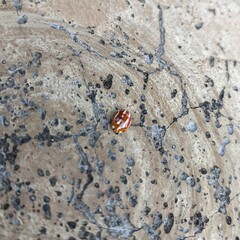 Calvia quadrivittata