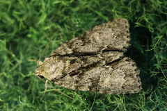 Acronicta strigosa