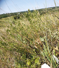 Chamaecytisus borysthenicus