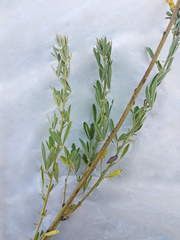 Chamaecytisus borysthenicus