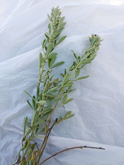 Chamaecytisus borysthenicus