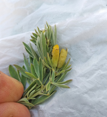 Chamaecytisus borysthenicus