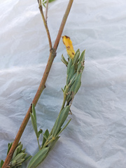 Chamaecytisus borysthenicus